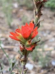 Castilleja pruinosa