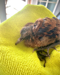 Alopecoenas xanthonurus