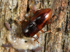 Cryptodacne synthetica