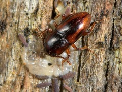 Cryptodacne synthetica