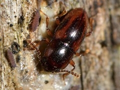 Cryptodacne synthetica