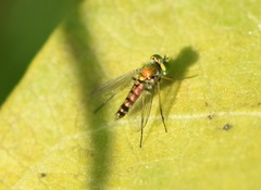 Condylostylus caudatus