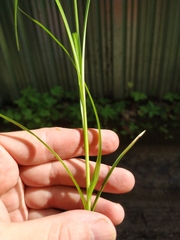 Carex muricata
