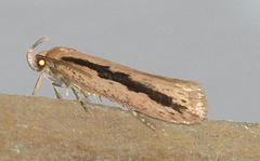 Eulechria xeropterella