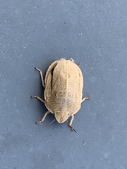 Eurygaster austriaca