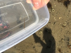 Syngnathus rostellatus