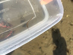 Syngnathus rostellatus