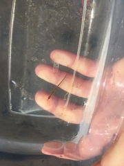 Syngnathus rostellatus