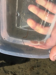 Syngnathus rostellatus