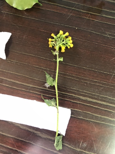 Crassocephalum montuosum
