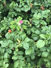Rosa rugosa