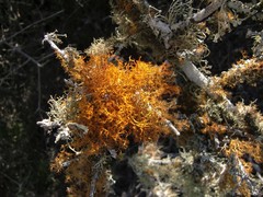 Teloschistes inflatus