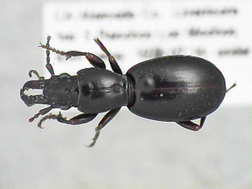 Promecognathus laevissimus
