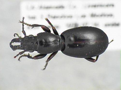 Promecognathus laevissimus (Dejean, 1829)