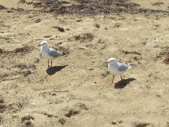 Chroicocephalus novaehollandiae novaehollandiae