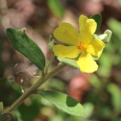 Hibbertia nemorosa