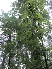 Sorbus aucuparia