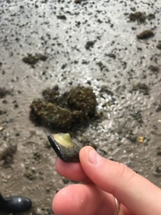 Calyptraea chinensis