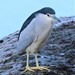 Old World Black-crowned Night-Heron - Photo (c) Nick Leggatt, some rights reserved (CC BY-NC)