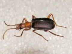 Brachinus