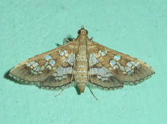 Sameodes cancellalis