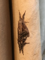 Dasychira obliquata