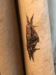 Dasychira obliquata