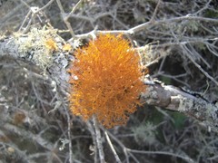 Teloschistes inflatus