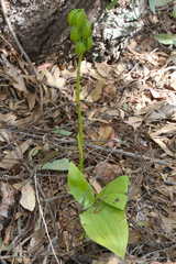 Eulophia cernua