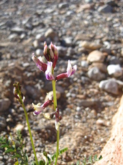 Astragalus preussii