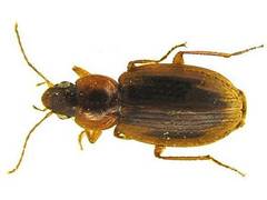 Tanystoma maculicolle