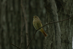 Phoenicurus phoenicurus