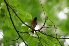 Phoenicurus phoenicurus