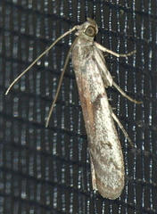 Cryptoblabes hemigypsa