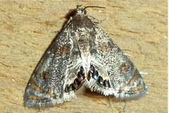 Nymphicula