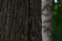 Phoenicurus phoenicurus