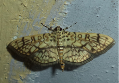 Haritalodes derogata