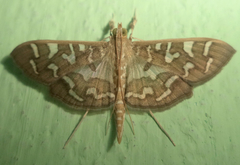 Nausinoe