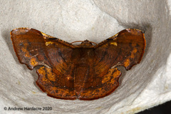 Fascellina chromataria