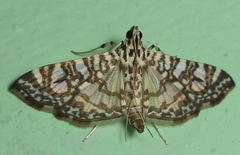 Glyphodes onychinalis