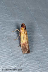 Piesmopoda semilutea
