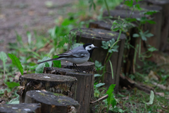 Motacilla alba