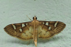 Cotachena alysoni
