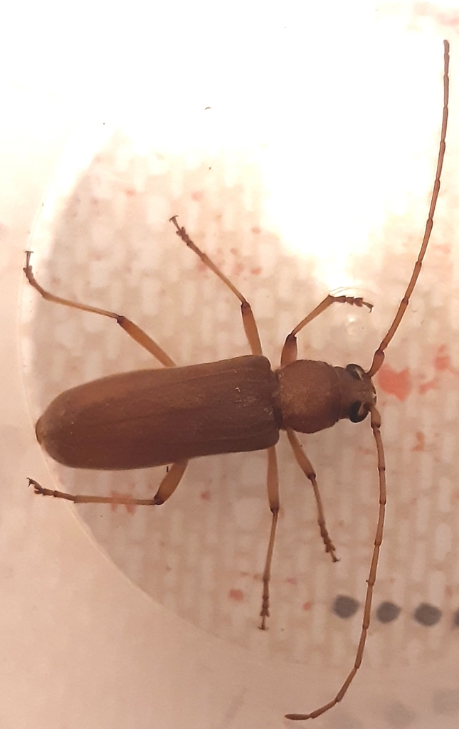Long-horned beetle