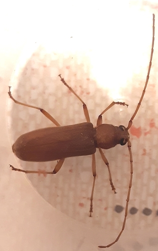 Long-horned beetle