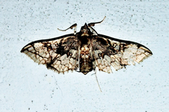 Omphisa anastomosalis