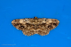 Psilalcis galsworthyi