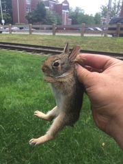 Sylvilagus floridanus
