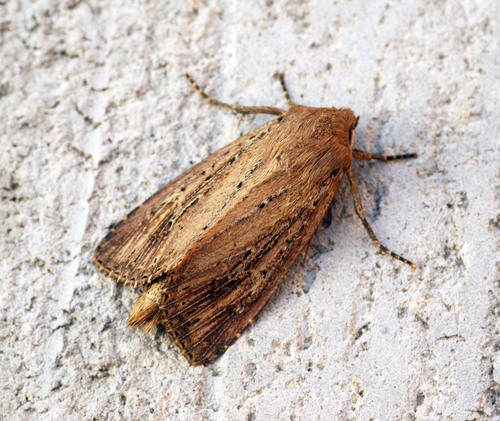 Bulrush Wainscot