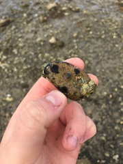 Calyptraea chinensis